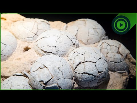 Dinosaur Egg Discovery Gives Rare Insight To Unknown Beast | Dinosaurs Inside & Out
