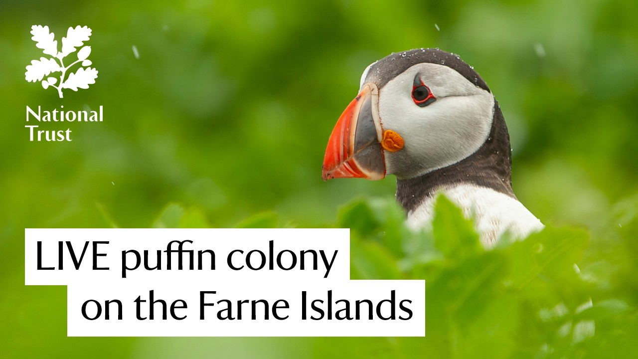 Farne Islands Puffin Colony — National Trust 2026 live webcam