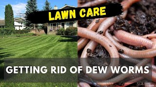 How to get rid of dew worms | Lawn Care