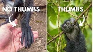 Why These Monkeys Have No Thumbs