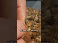 Bees Can Die From Too Much Honey (Here's How We Save Them) #beekeeping #bees