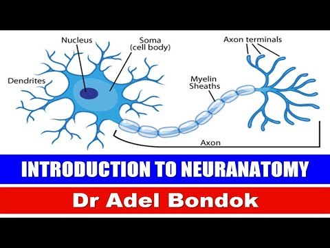 Introduction to Neuroanatomy, Ventricular System, and CSF, Dr Adel Bondok