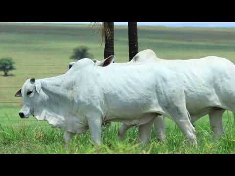 LOTE 21   MATA B9520,C15,C61,C490