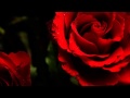 Red Roses For A Blue Lady -  Bert Kaempfert and His Orchestra -