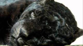 where it goez wrong - black moon