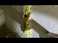 Mice Tear Through Spray Foam Insulation in West Creek, NJ