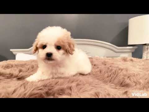 Hi, Im GiGi, a healthy fun-loving gorgeous Maltipoo from parents that are very sweet tempered