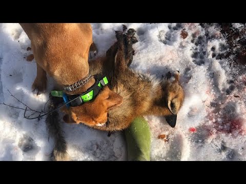 Lov na lisicu - Fox Hunting 5 🦊