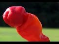 PETER PEPPER Capsicum Annuum Why Is This Called A Peter Pepper Pepper