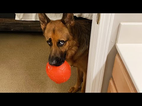 Les chiens sont des comiques nés vidéos d'animaux les plus drôles 2025