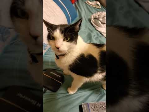 My cat squeaks instead of meows