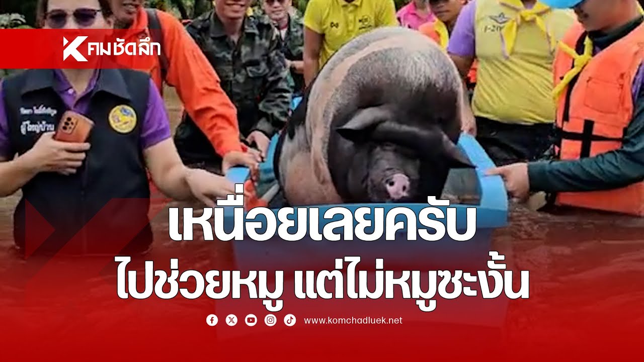 เหนื่อยเลยครับ ไปช่วยหมู แต่ไม่หมูซะงั้น