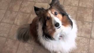 Guilty Sheltie