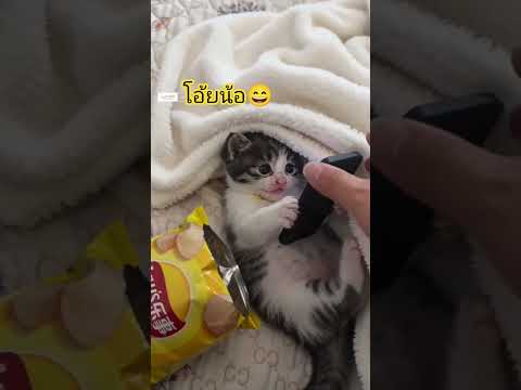 โอ้ยนุด😆 #555 #ขำๆ #funny สบายไปละ#แมวตลก #pets #lifeisbutadream
