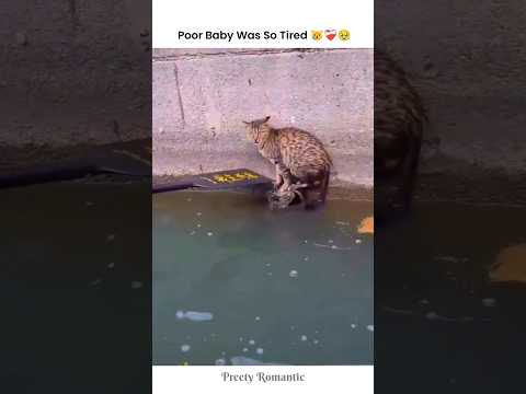 Cute Little Kitty Just Need Help😢🐾 #shorts