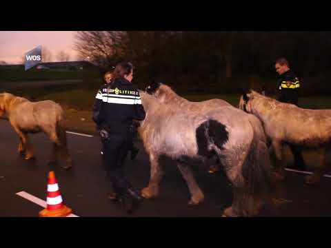 Politie brengt loslopende paarden naar veilige plek