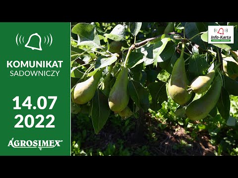 Efekty naszego programu oraz bieżące zalecenia w sadach gruszowych – komunikat sadowniczy Agrosimex