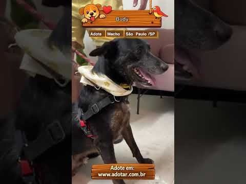 Vídeo de Budy