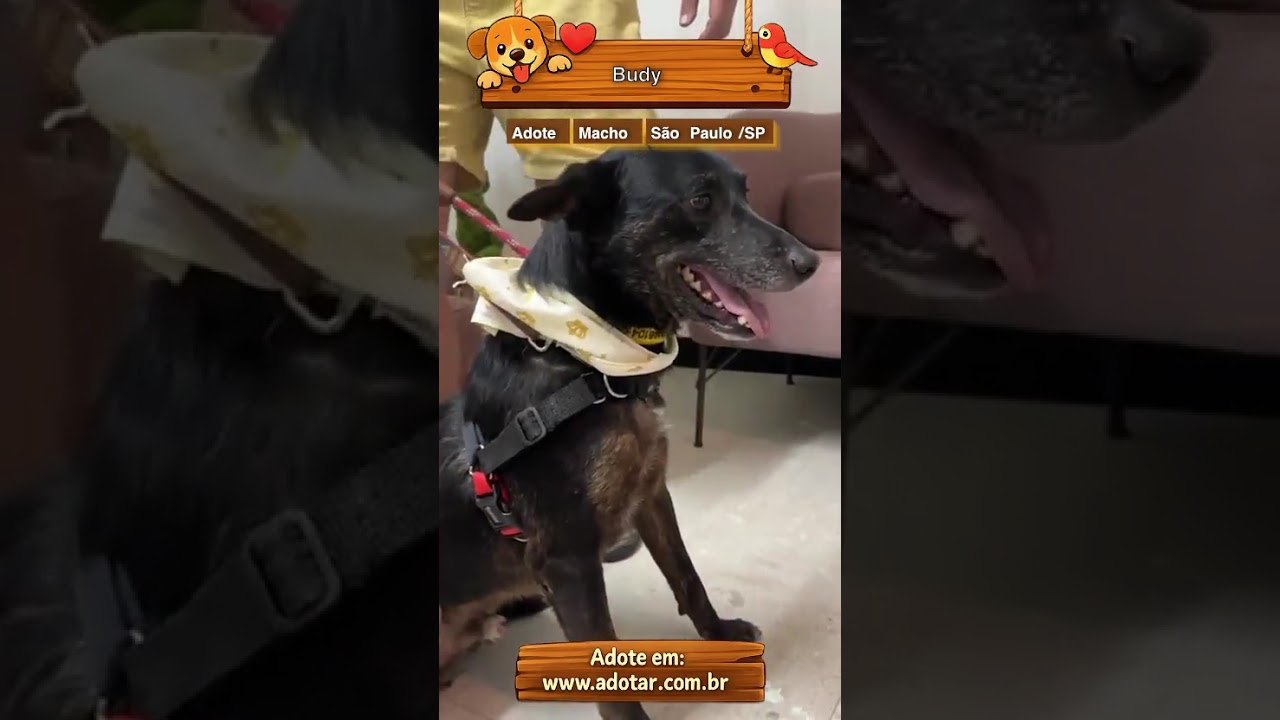 Cachorro raça SRD-ViraLata idade 4 anos nome Budy