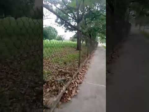 La REALIDAD de la Universidad de Carabobo #shortvideo #escuela