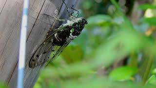 ムビる18489 20210728 002 ミンミンゼミ minminzemi