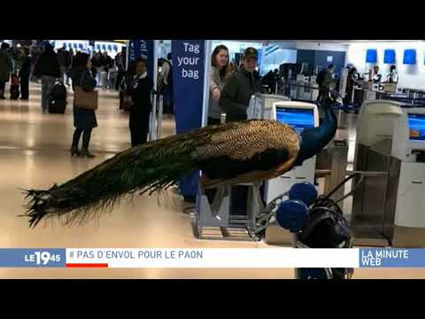 La Minute Web M6 du  01/02/2018 - animal compagnie aéroport