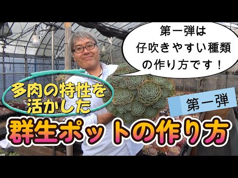 種爆弾の作り方は？この春に作る超簡単なチュートリアル 3 つ!  庭園