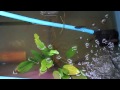 Aquaponics ปลานิลหลังห้อง
