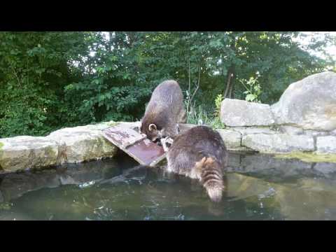 Streit unter Waschbären im Wisentgehege Springe
