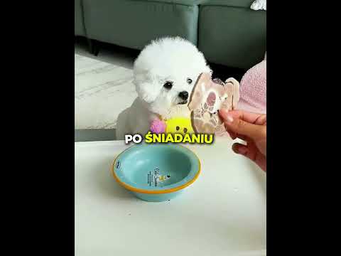 Najlepiej Wychowany Pies Na Świecie!?