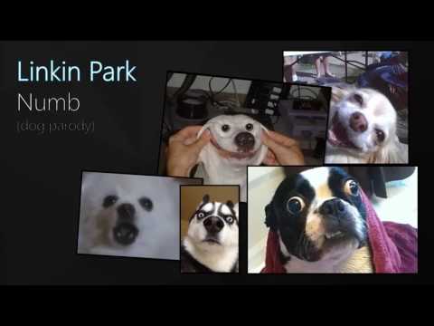 Linkin Park - Numb [Speed up] Dog Parody!
