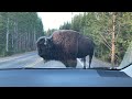 Yellowstone Bison Charges Tourists Car
