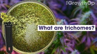 What are trichomes | Weed Easy
