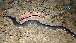 Một con vật siêu lạ là đây