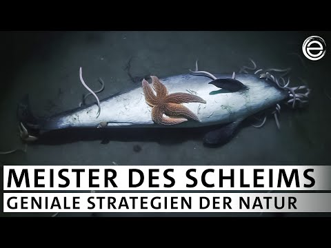Schleimige Strategien (Teil 3) Angriff, Verteidigung und geniale Tricks im Tierreich | Erlebnis Erde
