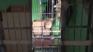 Download lagu SUARA BURUNG JONGKANGAN TELER #kicaumanianusantara mp3