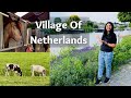 Netherlands Village Life Farms Animals यूरोप के गाँव और खेत Beautifu