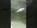 Guppy Fish And Molly Fish Cross Breeding