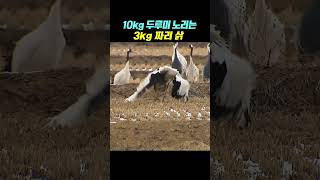 멸종위기종 삵vs천연기념물 두루미
