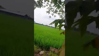 Download lagu INDAHNYA PEMANDANGAN SAWAH mp3