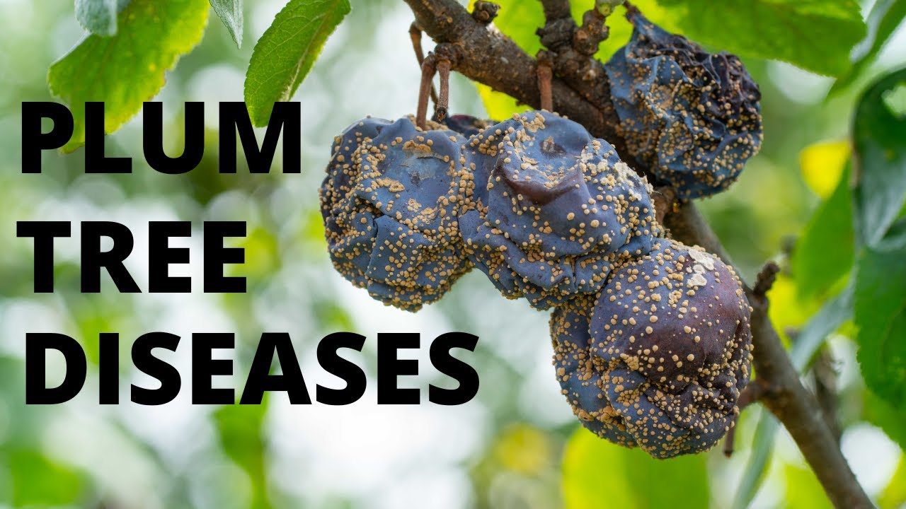 How to treat a sick plum tree? Tipseri