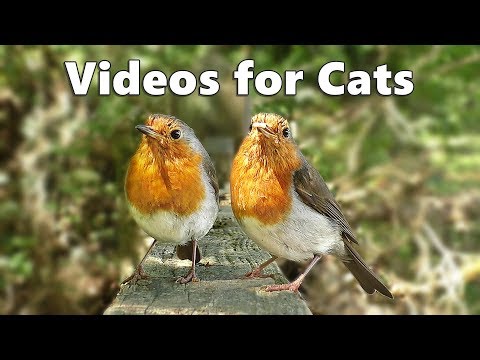 Videos for Cats and Dogs to Watch : Birds Spectacular