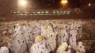 Insect Infestation in Mecca: A Sign from Above?