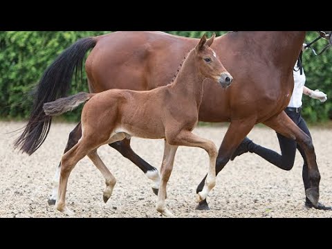 Nr. 10 Hengstfohlen "Kristobal" von Schwarzgold - Michelangelo