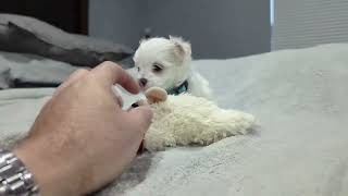 Video preview image #3 Maltese Puppy For Sale in OCALA, FL, USA