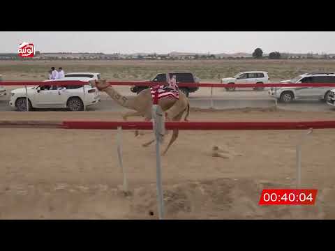  ش 6 (الذيب) لـ راشد محمد بن سلومه الخاطري 2:05 , شارة الصندوق 2026/04/04 فطامين سويحان