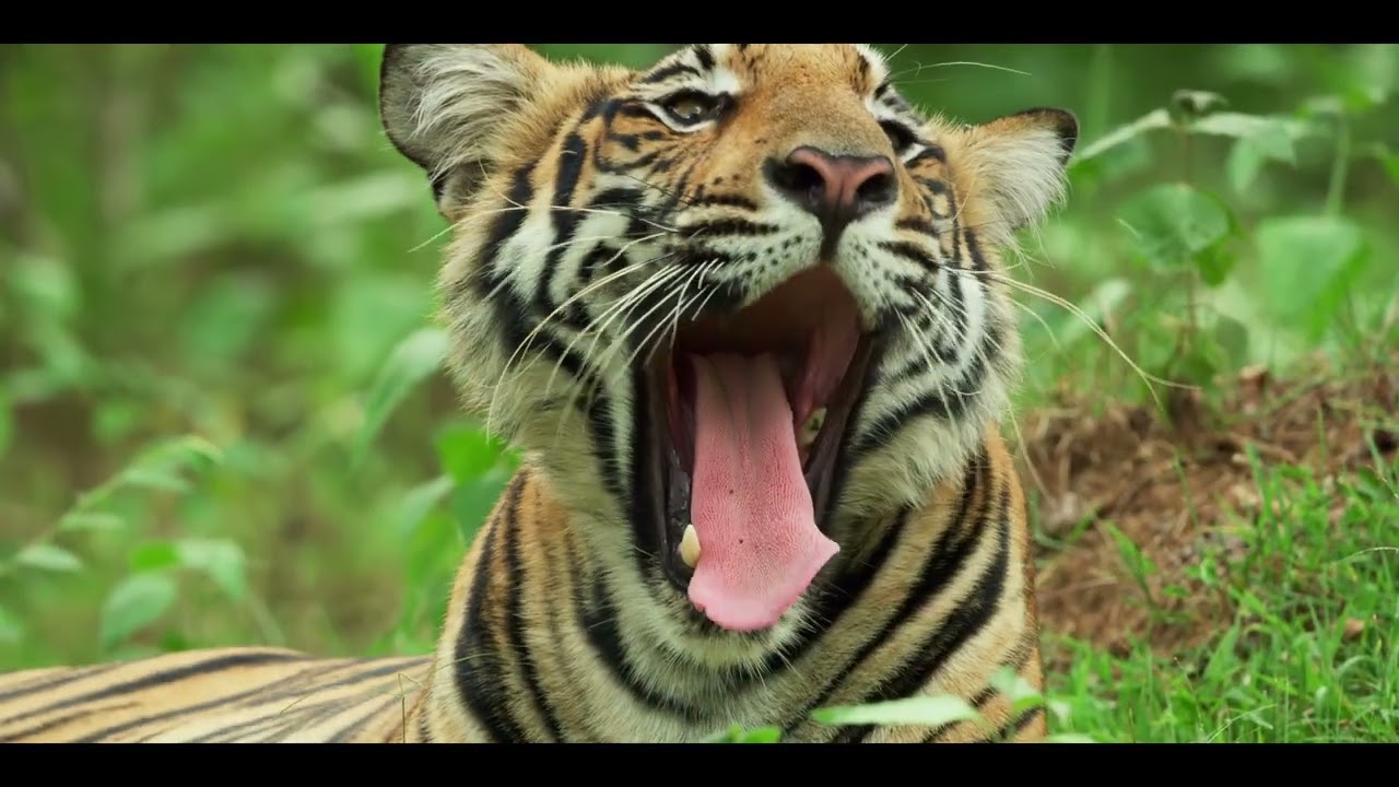 Kabini: Celebrating Our Tigers by Amaan Ali Bangash & Ayaan Ali Bangash