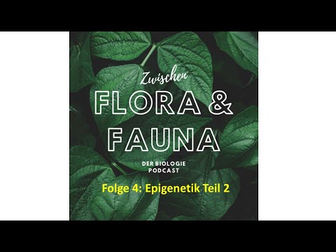 Epigenetik Teil 2: X-Chromosomen Inaktivierung