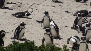 preview picture of video 'African Penguin Colony - Simon's Town'
