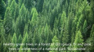 Evereve - Pine Oil Heaven